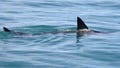 Shark Week puts shark bite survival in focus with ER doc's expert tips - Fox News