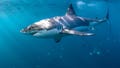 Shark Week warnings as experts reveal 6 ways to reduce your risk of a shark bite - Fox News