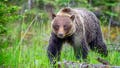Hikers face $25,000 fine after off-leash dog barked at grizzly bear on Banff National Park trail - Fox News