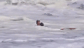 Heroic 16-year-old lifeguard rescues child from monster surf in heart-stopping video - Fox News