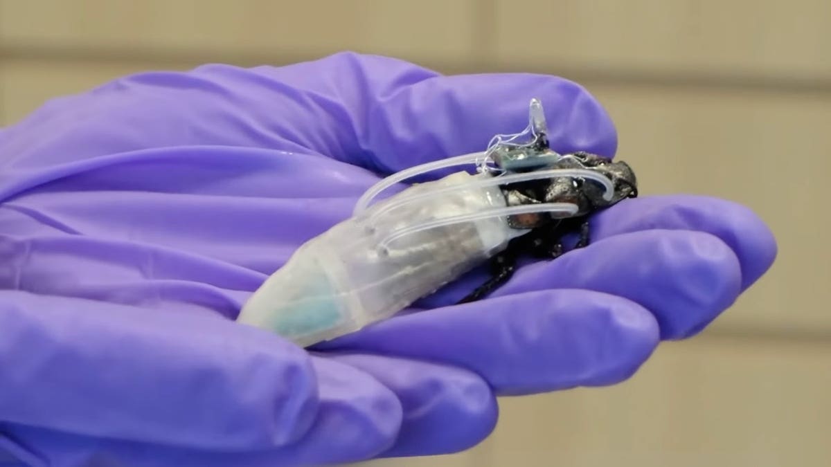 cockroach in a scuba suit