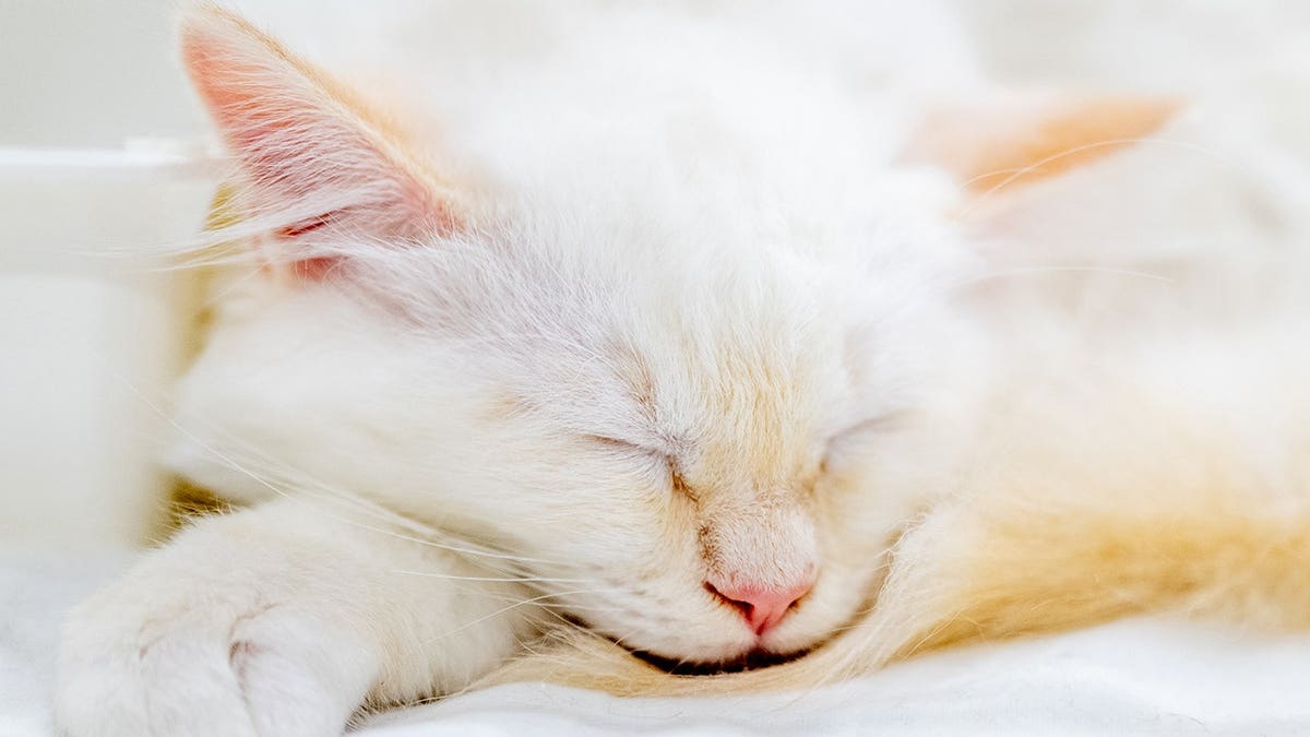 A white cat sleeping.