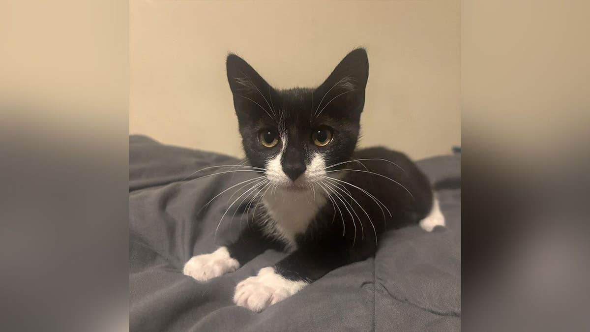 Magnolia adoptable tuxedo kitten Maryland