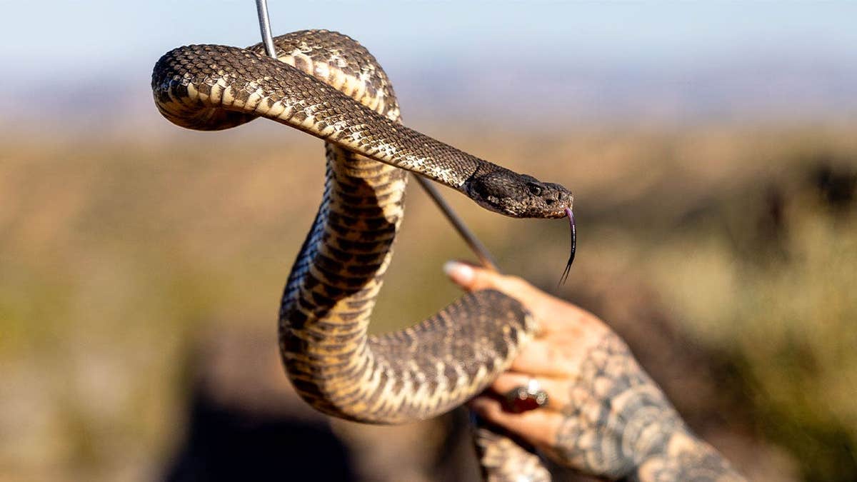Southern Pacific rattlesnake held by a snake wrangler successful Landers, California