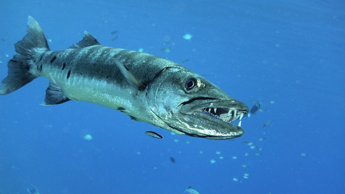 Giant barracuda showing teeth underwater