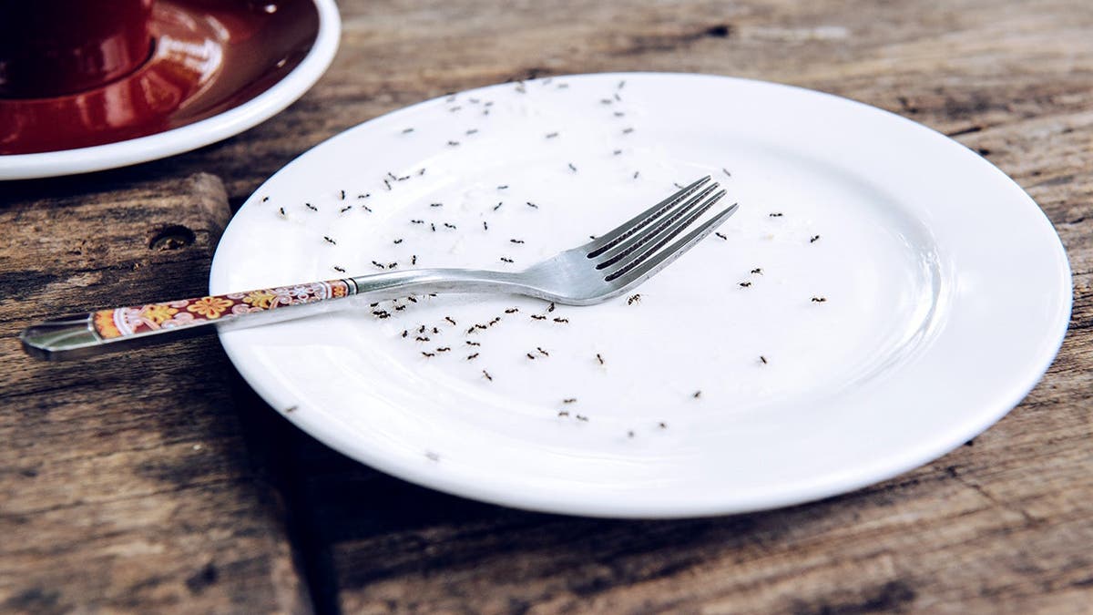 A plate with a fork covered in ants sits on a table.