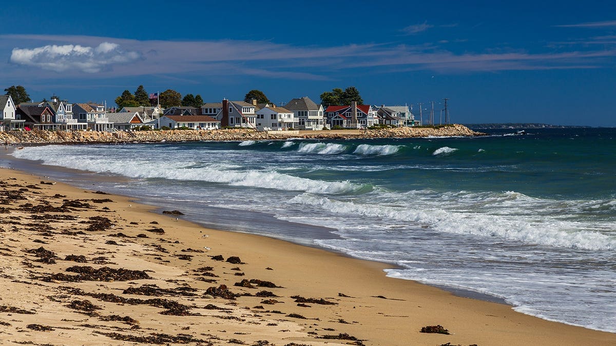 Sanderlings walk along a sandy beach with ocean surf and turquoise water in Wells, Maine.