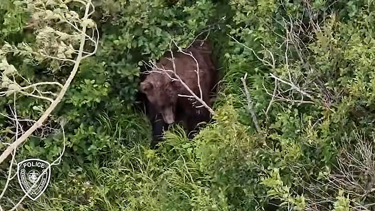 Brown bear moving through brush