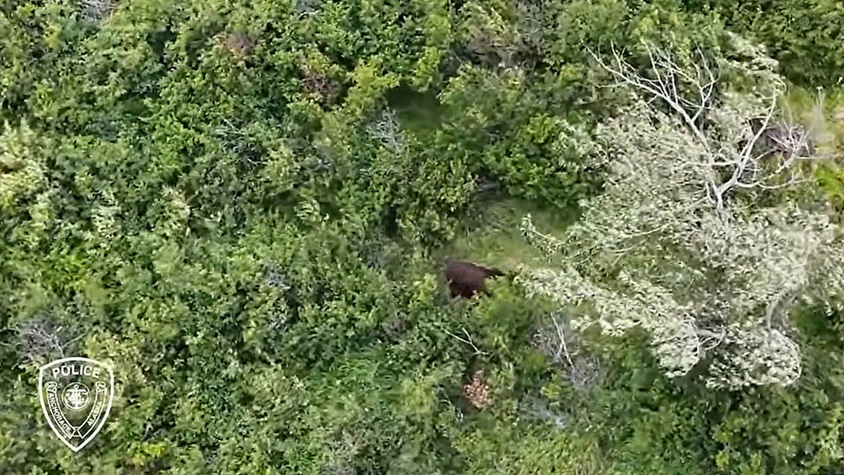 Aerial view of brown bear