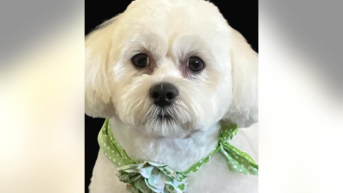 close up of small white dog wearing green bandana