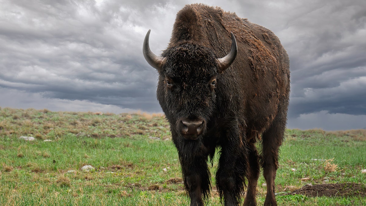 Close-Up View of Bison