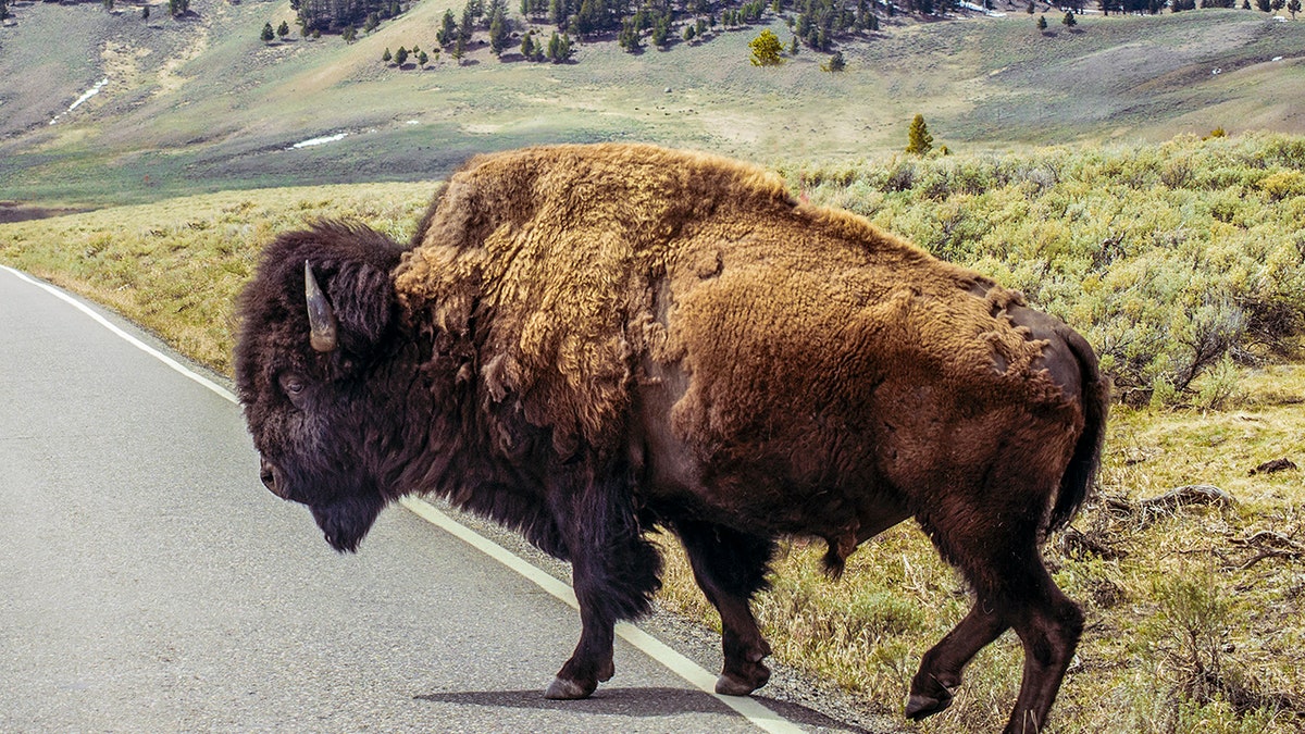 Bison crossing road