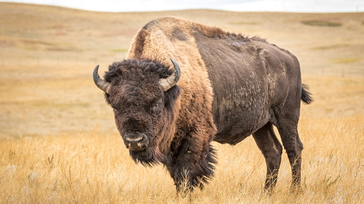 Close-Up View of Bison