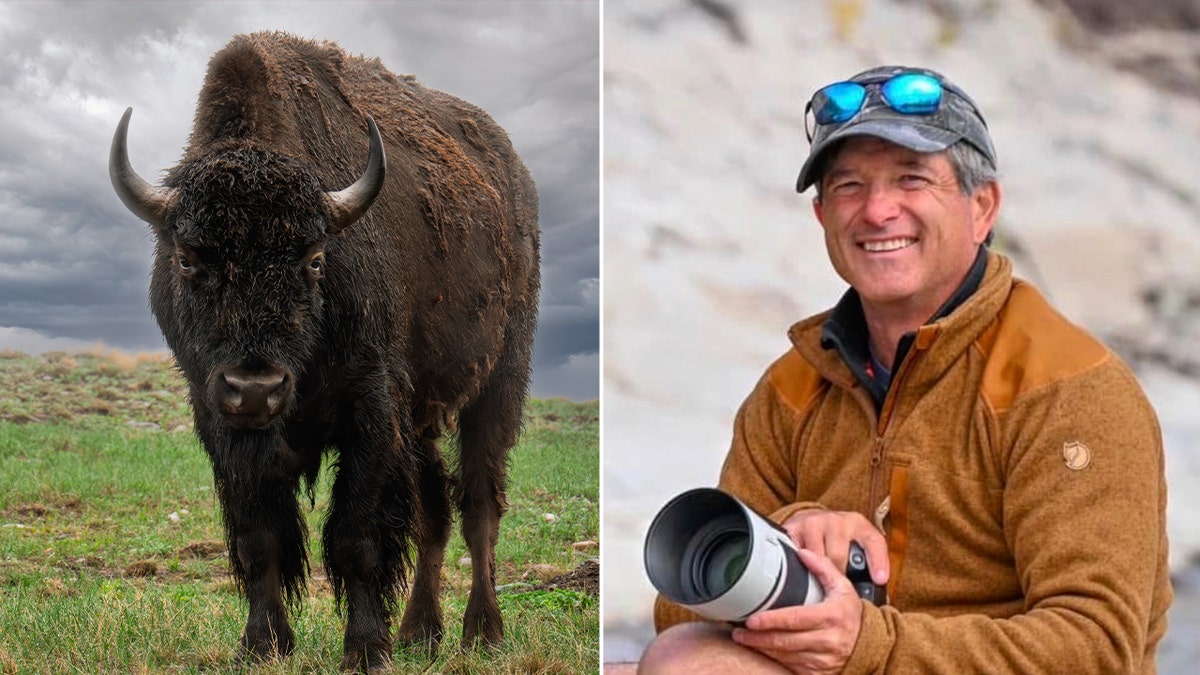 Bison with a split image of photographer Mike Macleod.