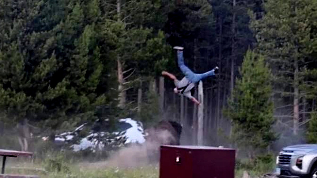 Yellowstone Bison attack