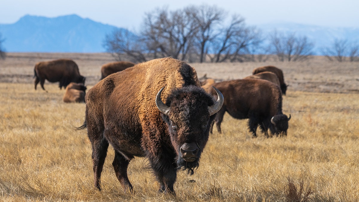 A herd of bison grazing on the prairie with mountains in the background. A large bull looks out towards the camera.