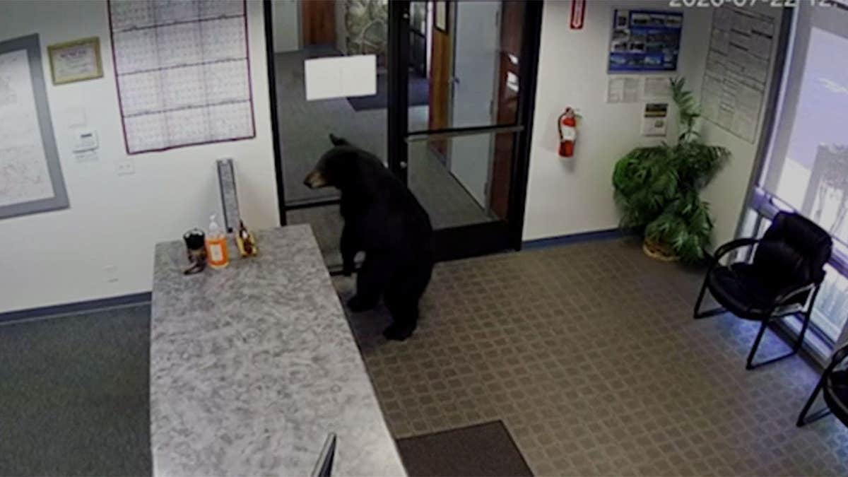 A achromatic carnivore stands wrong nan lobby of nan Crestline Village Water District agency successful California aft entering nan building