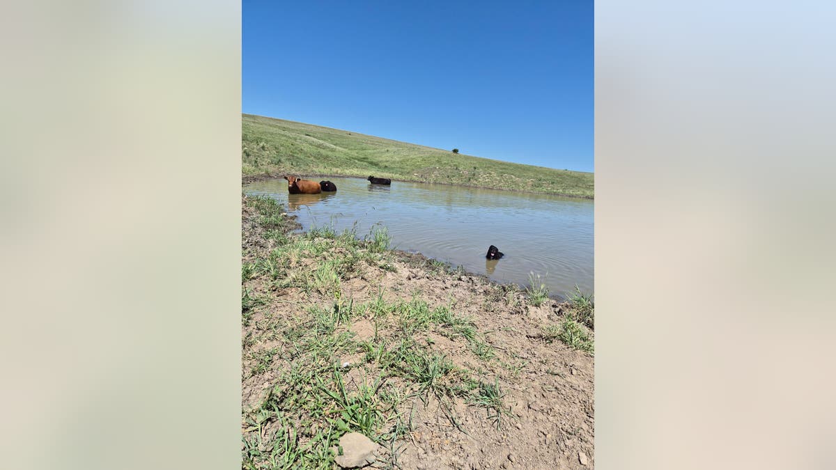dog relaxes in a pond next to cows