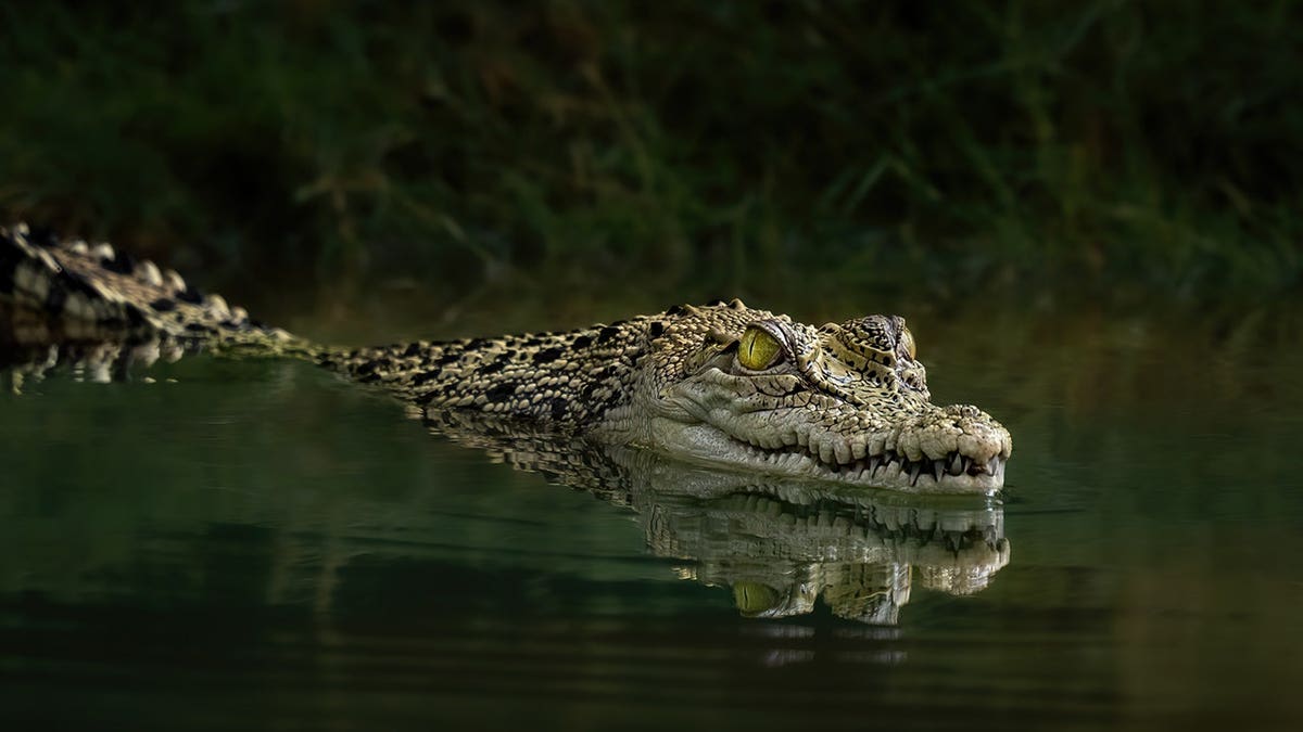 Saltwater crocodile rests on the ground.