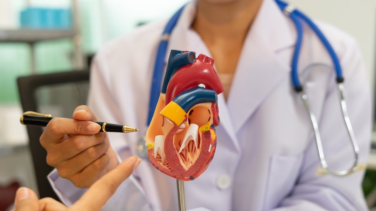 Médico con un modelo del corazón