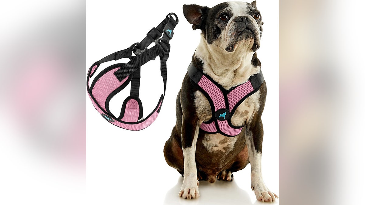 Keep your dog comfortable and secure throughout every walk.