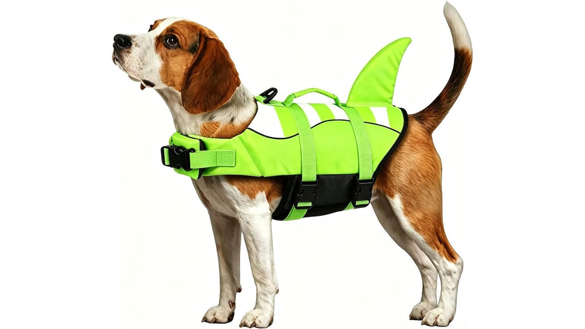 Life jackets aren't just for humans.