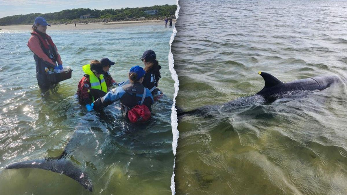 Trabajadores rescatando delfines varados.