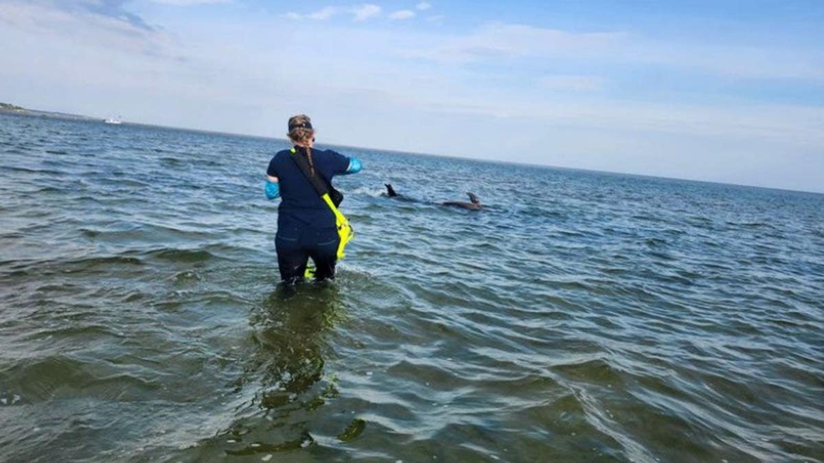 Una mujer en las aguas frente a las costas de Massachusetts