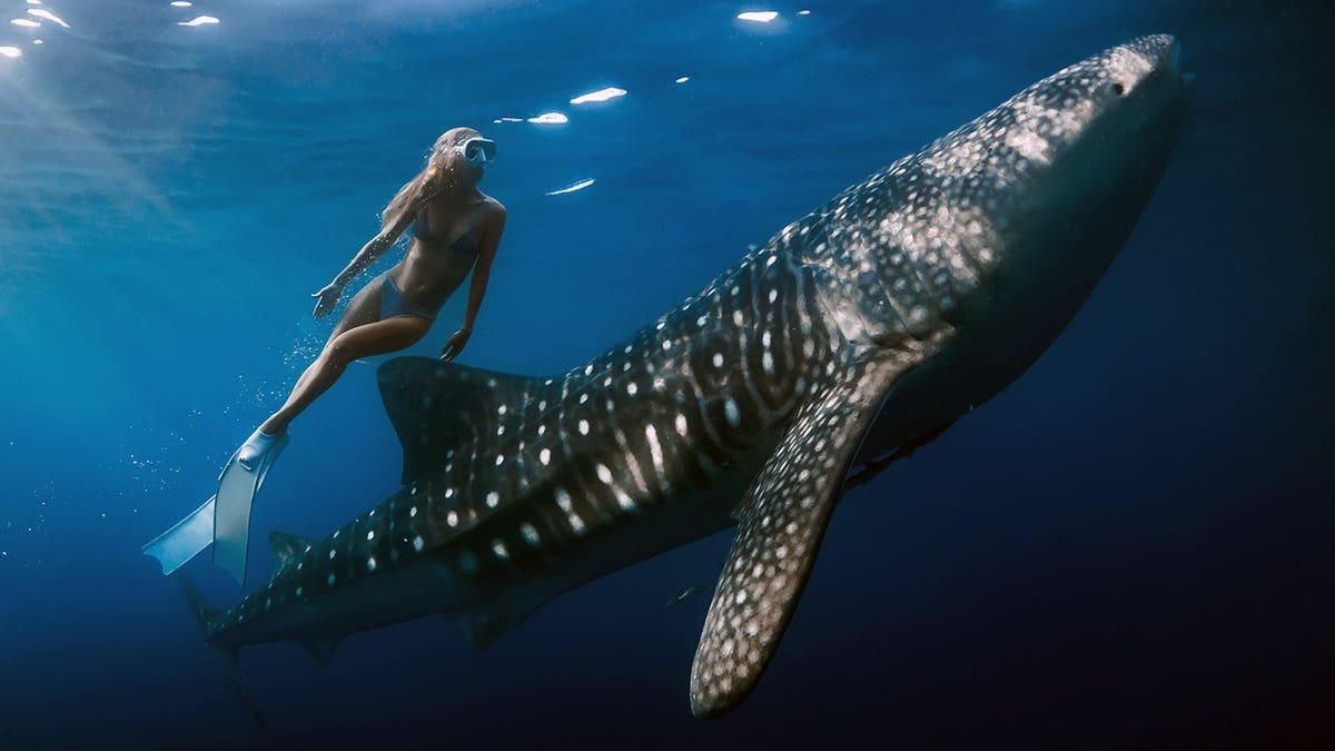 Freediver woman swims with a whale shark underwater in blue ocean.