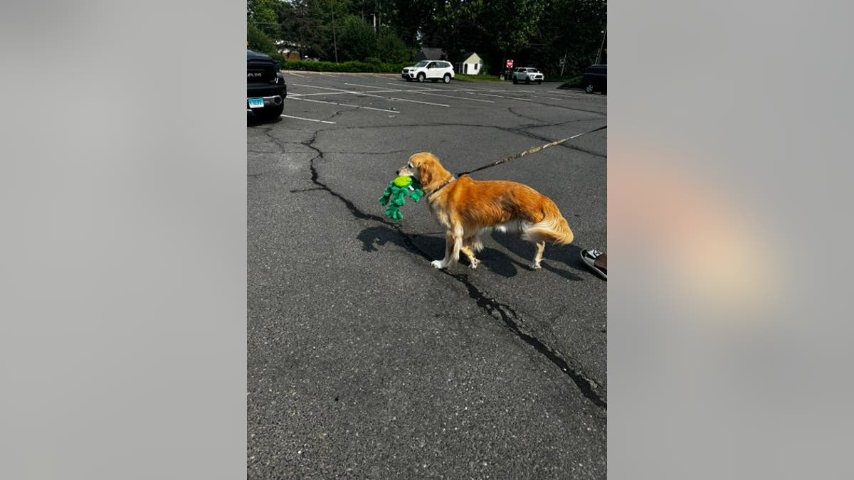 golden retriever carries a green plush toy in a parking lot