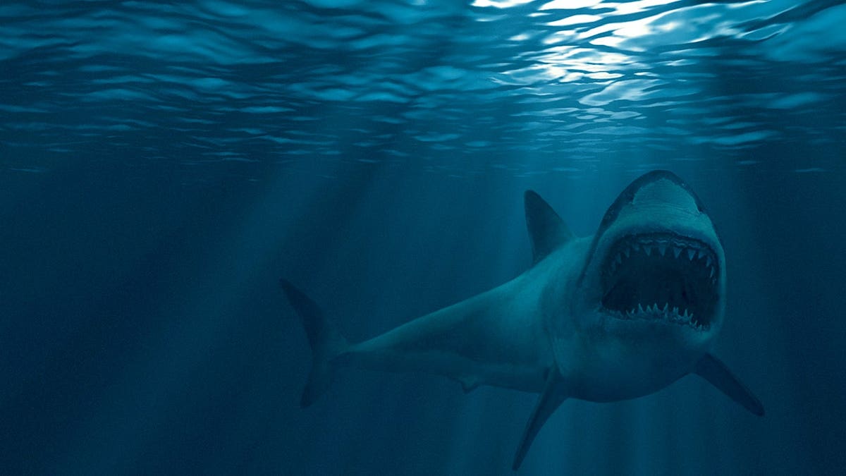 Great white shark with mouth stretched open underwater.