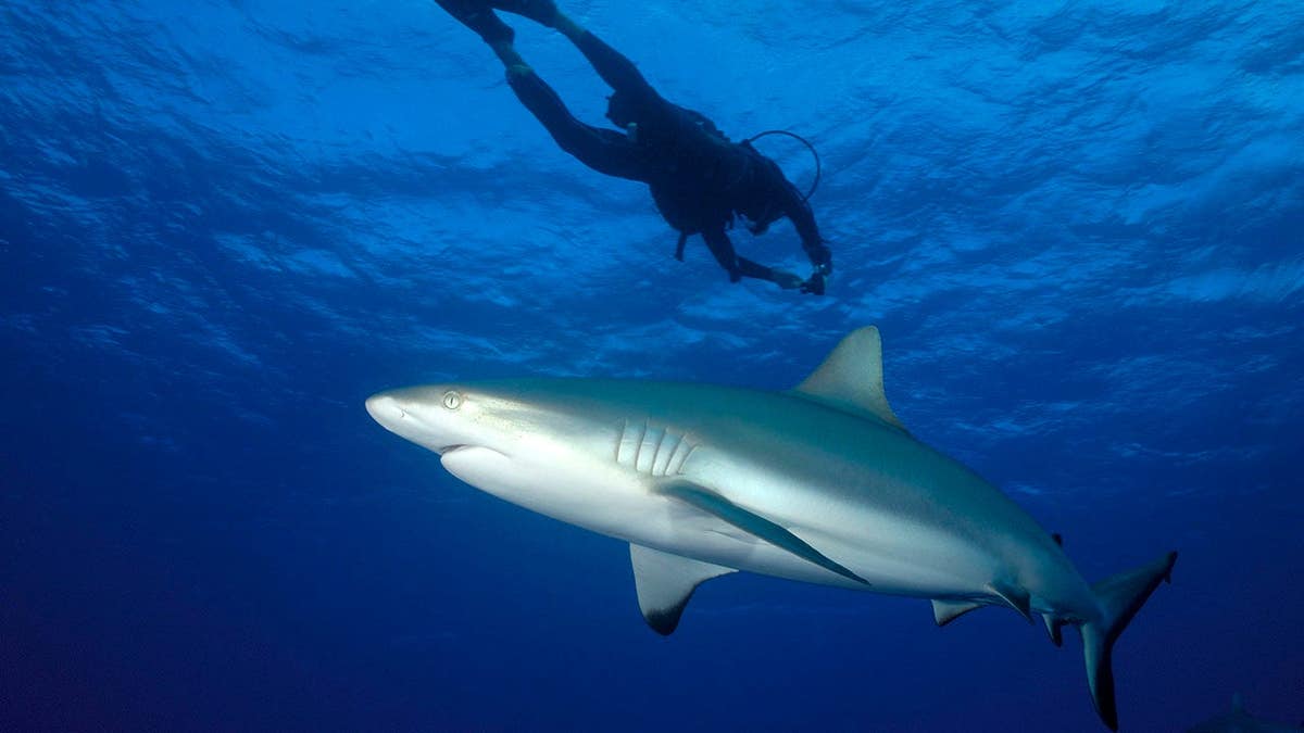 Grey reef shark swims around a diver in blue water.