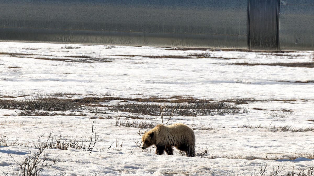 Grizzly bear walks beneath Trans Alaska Pipeline in northern Alaska.