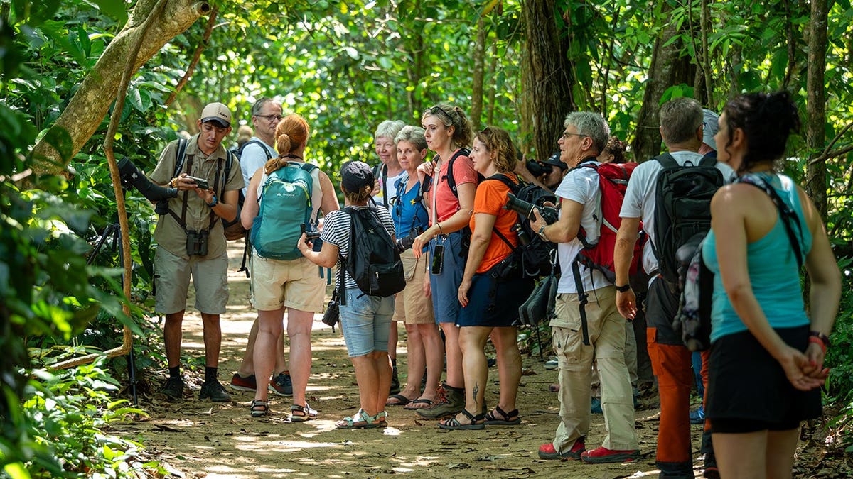 A usher  leads tourists done  jungle vegetation successful  Cahuita National Park.
