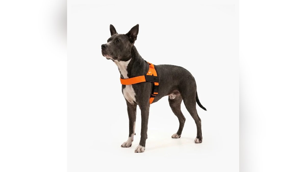 This dog harness helps keep your pup safe on every outing.