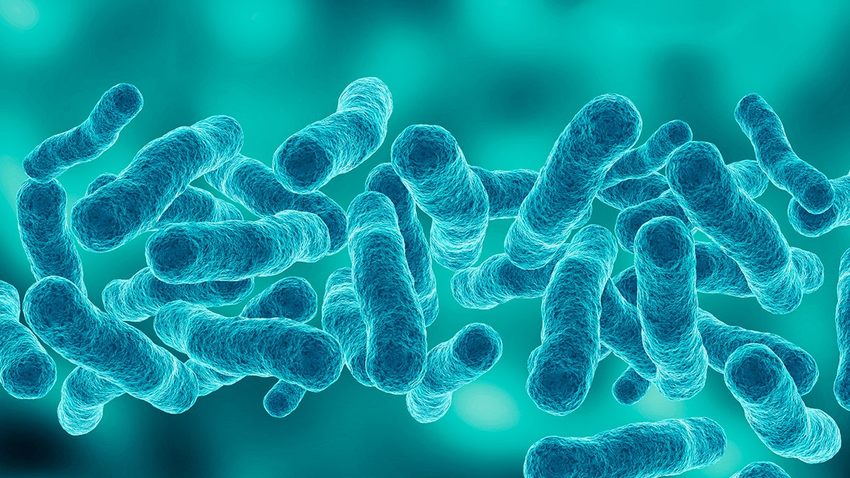 microscopic magnification Legionella pneumophila, Gram-negative bacillus that causes pneumonia. 3d illustration