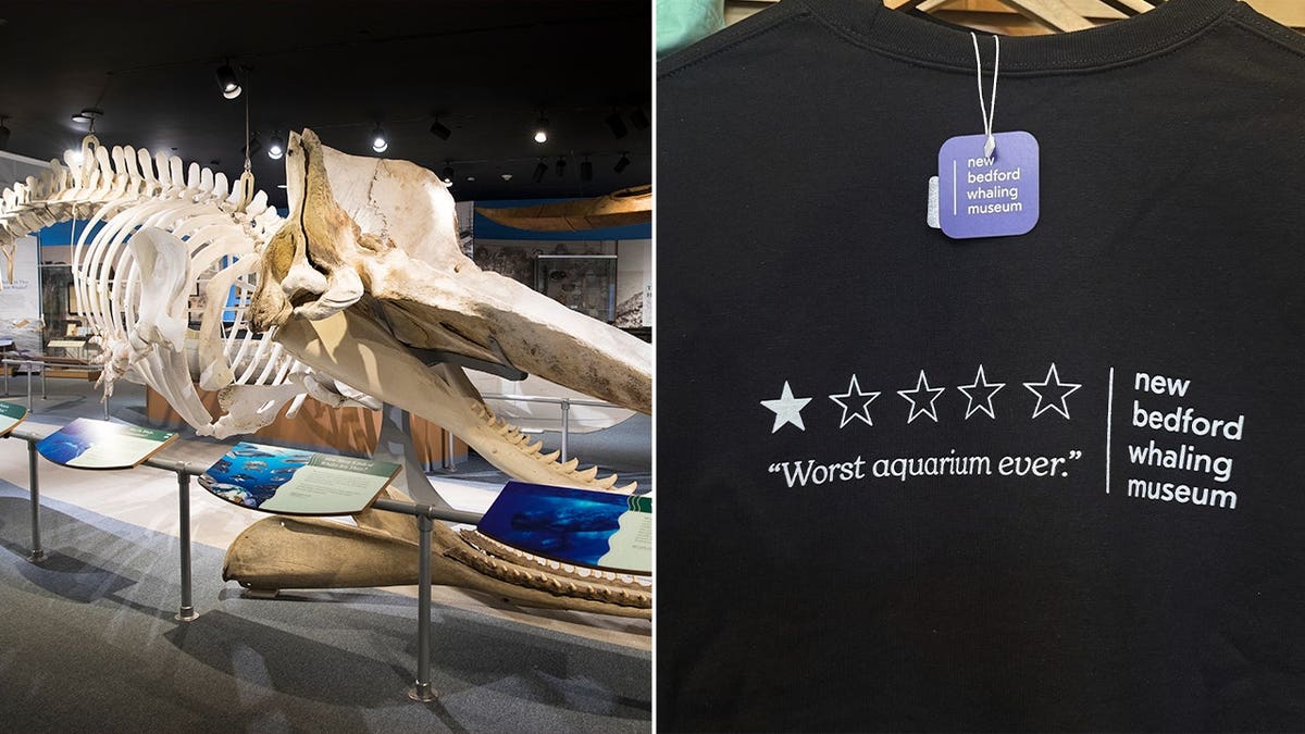 New Bedford Whaling Museum whale skeleton exhibit split with a tee shirt.