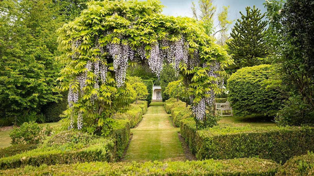 A manicured lawn with hedges.