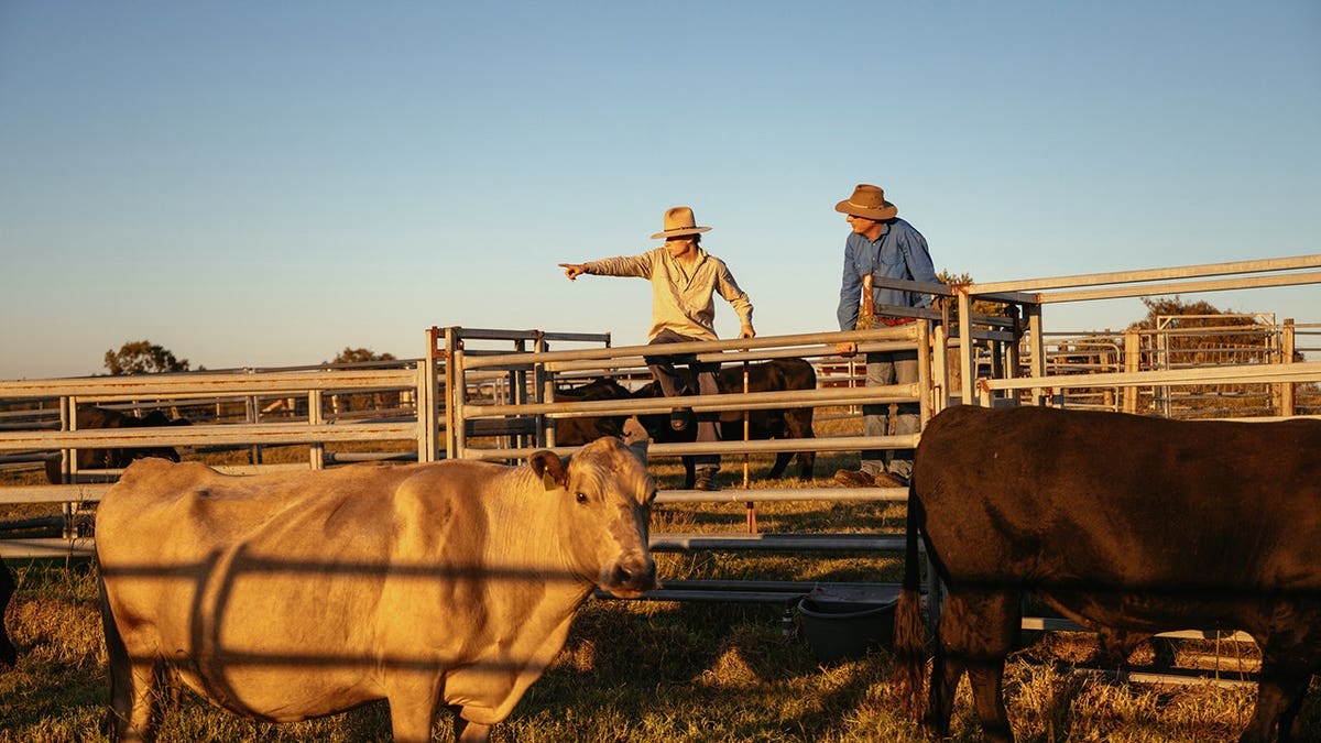 Two farmers manage cattle in a pen during sunset in a rural landscape.