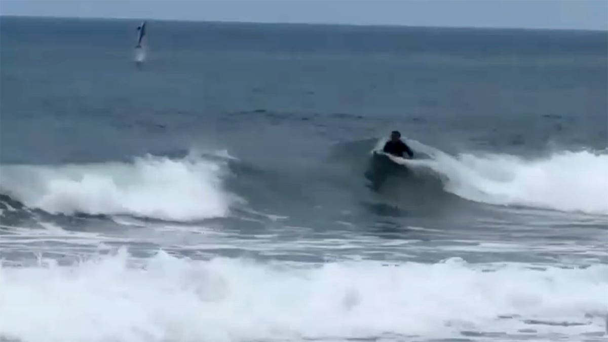 Shark jumping out of water.