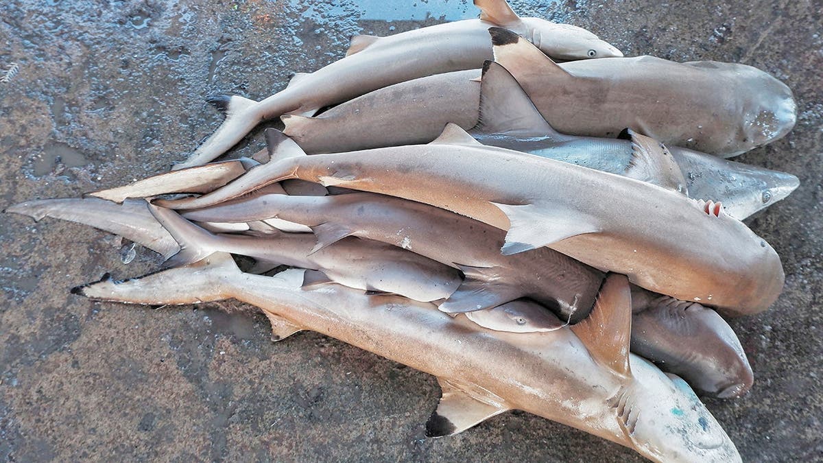 Dead sharks sit on a dock.