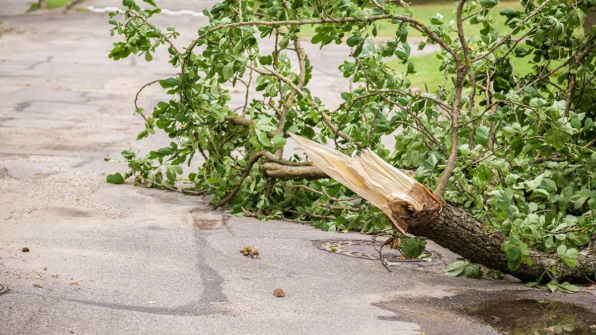 Terrifying scene unfolds at Six Flags as storm-toppled tree sends 4 guests to hospital Terrifying scene unfolds at Six Flags as storm-toppled tree sends 4 guests to hospital