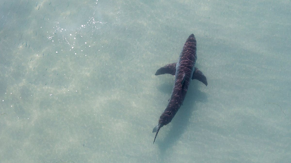 Juvenile white shark swims in clear, shallow water off La Jolla, California.