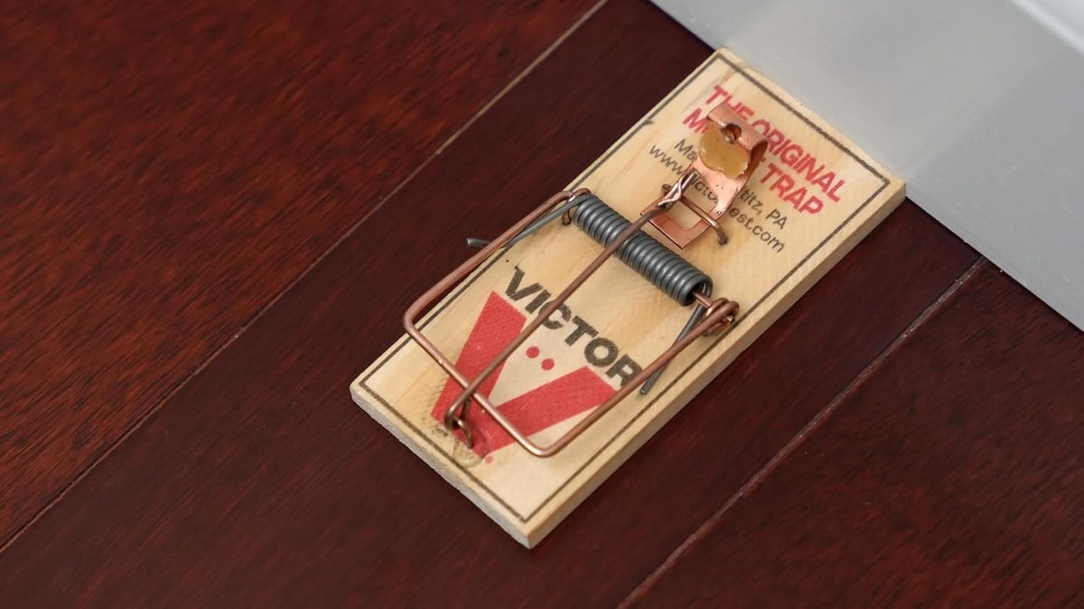 Wooden mice traps are still the go-to for many experts.