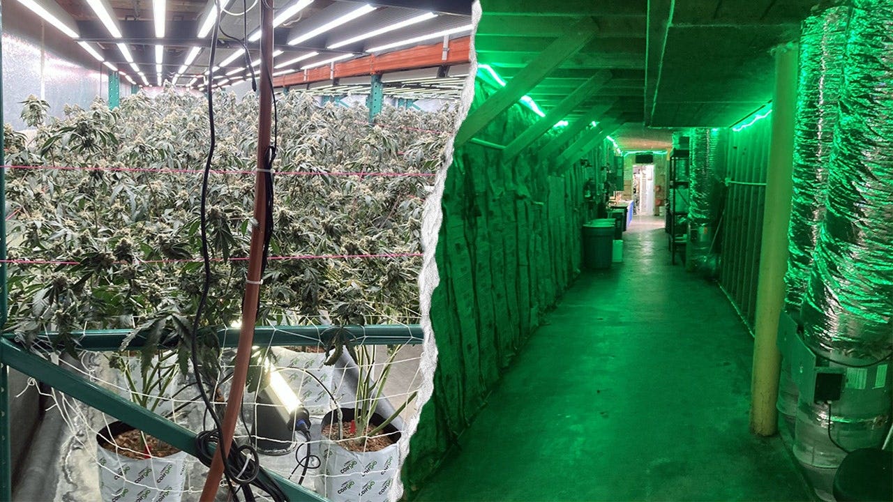 foxnews.com - Michael Sinkewicz - California seizes 63,000 pounds of illegal cannabis worth $104 million in major crackdown