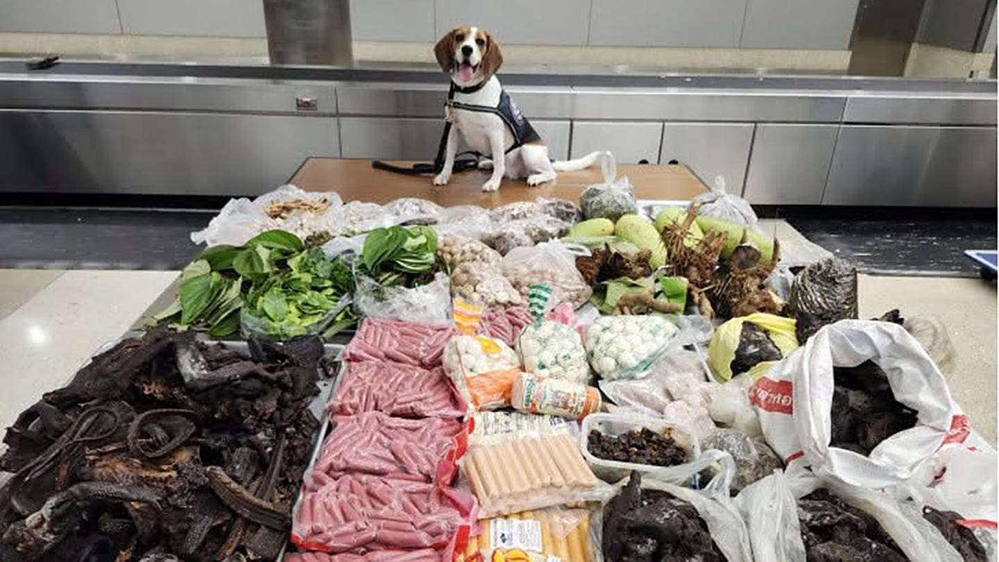 边境警犬截获99磅违禁动植物，泰国行李箱内惊现孟加拉巨蜥