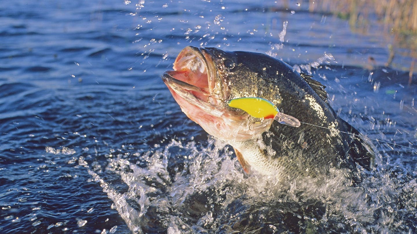O pescador baixo não conseguia usar o LiveScope, então ele seguiu o cervo para encontrar o peixe