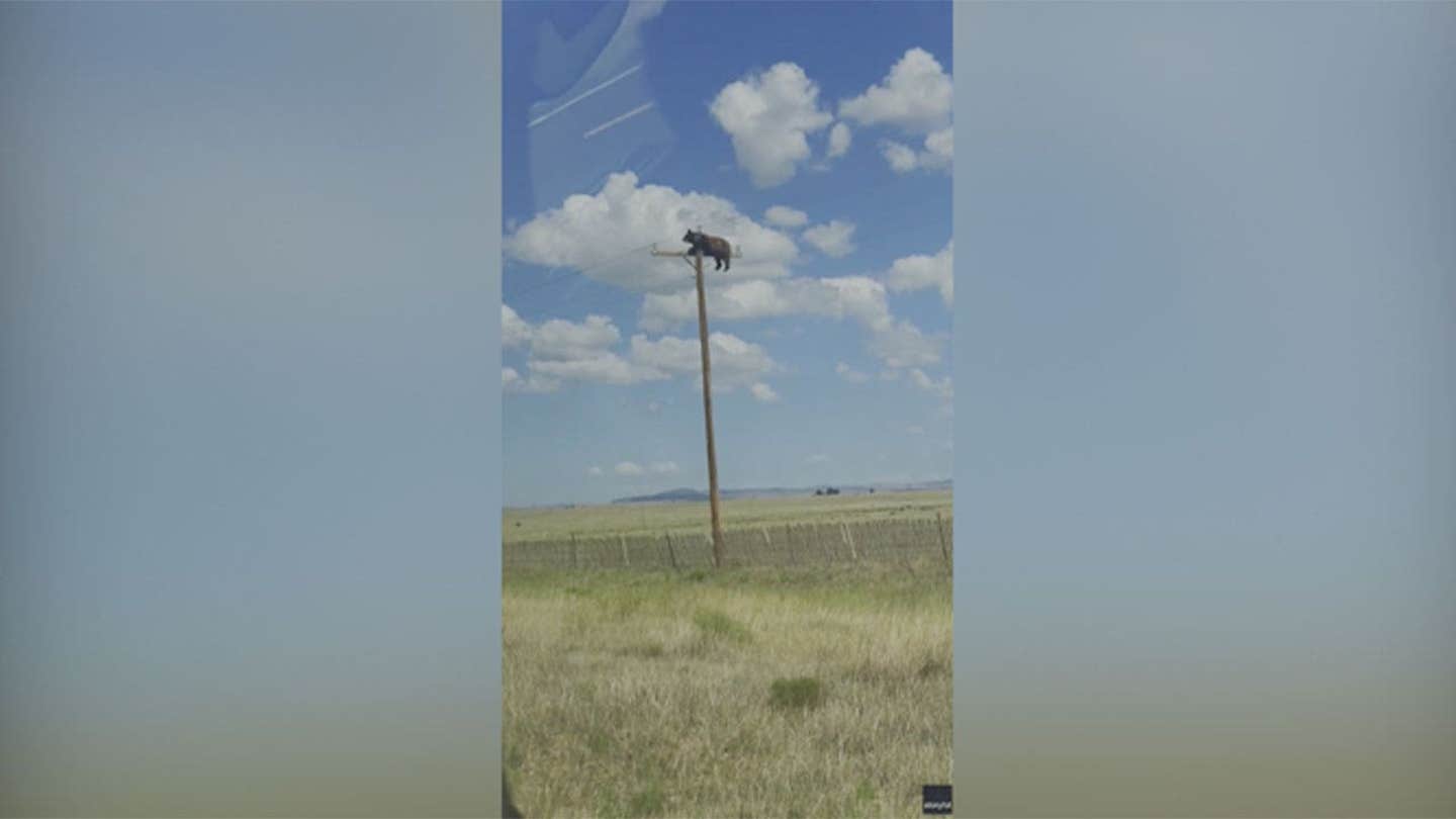 Oso captado por la cámara encaramado en lo alto de un poste de servicios públicos de Nuevo México antes de sufrir, según informes, una electrocución fatal