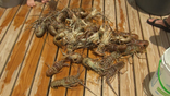 Several Florida spiny lobster laid out on the deck of a dock at a Florida Keys resort.
