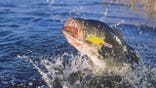Largemouth bass fights a minnow imitation lure.